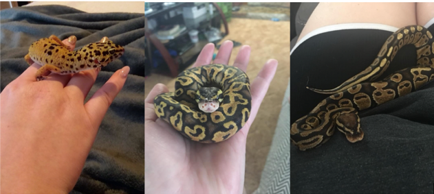 Text Box: Above: photo of leopard gecko (left) courtesy of Allie Woodhouse, photo of ball python (middle and right) courtesy of Jordon Kenneally 

