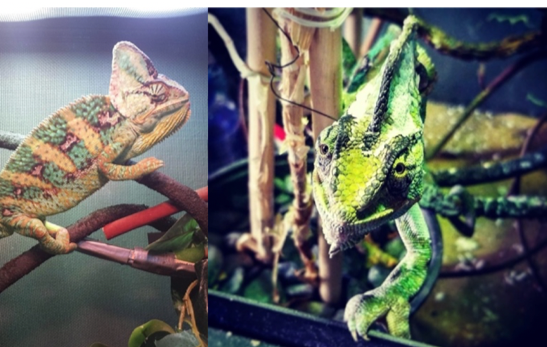Text Box: Above: photos of veiled chameleon courtesy of Kristin Dudra

